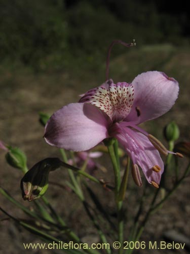 Bild von Alstroemeria revoluta (Alstroemeria). Klicken Sie, um den Ausschnitt zu vergrössern.