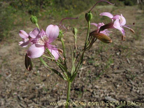 Bild von Alstroemeria revoluta (Alstroemeria). Klicken Sie, um den Ausschnitt zu vergrössern.