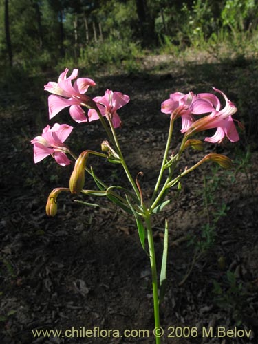 Bild von Alstroemeria revoluta (Alstroemeria). Klicken Sie, um den Ausschnitt zu vergrössern.