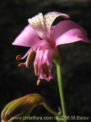Bild von Alstroemeria revoluta (Alstroemeria). Klicken Sie, um den Ausschnitt zu vergrössern.