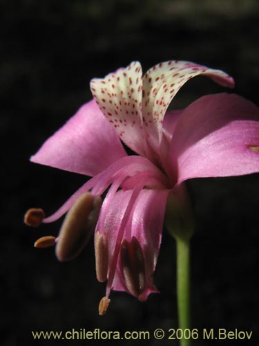 Image of Alstroemeria revoluta (Alstroemeria). Click to enlarge parts of image.