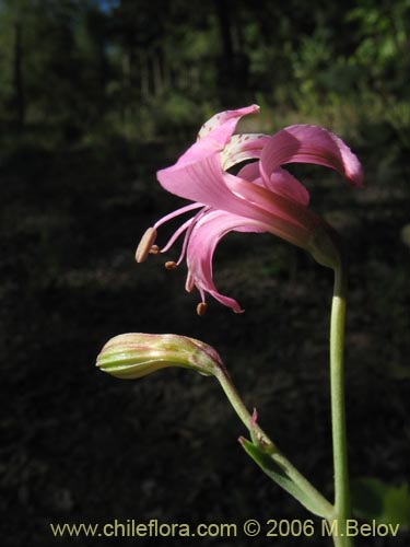 Alstroemeria revoluta의 사진