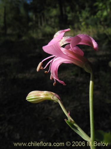 Image of Alstroemeria revoluta (Alstroemeria). Click to enlarge parts of image.