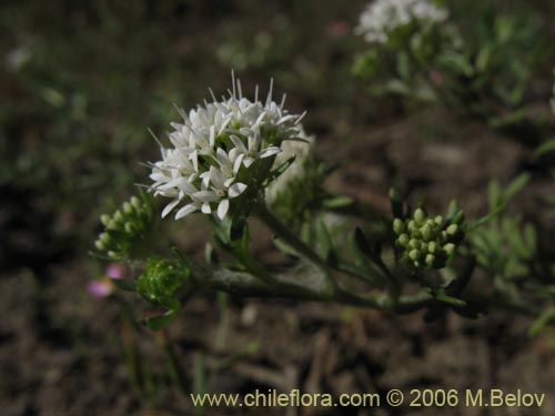 Image of Unidentified Plant sp. #2296 (). Click to enlarge parts of image.