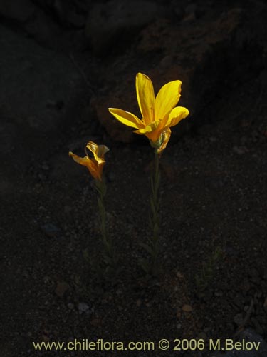 Фотография Oenothera stricta (Flor de San José / Don Diego de la noche amarillo). Щелкните, чтобы увеличить вырез.