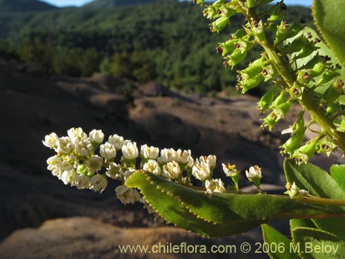 Image of Escallonia pulverulenta (Madroño / Corontillo / Siete camisas). Click to enlarge parts of image.