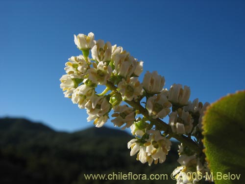 Imágen de Escallonia pulverulenta (Madroño / Corontillo / Siete camisas). Haga un clic para aumentar parte de imágen.