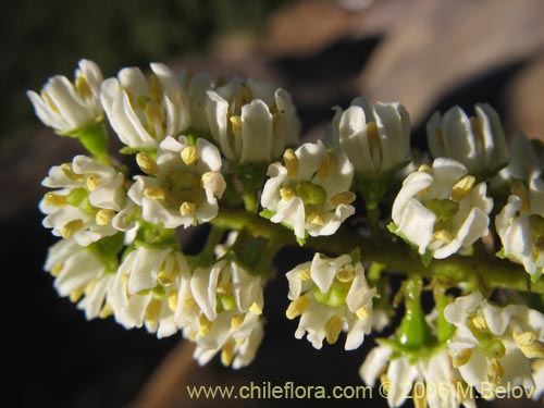 Image of Escallonia pulverulenta (Madroño / Corontillo / Siete camisas). Click to enlarge parts of image.