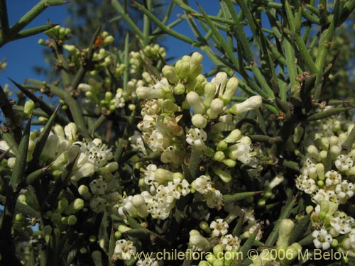 Imágen de Colletia spinosa (Crucero / Yaqui / Cunco). Haga un clic para aumentar parte de imágen.