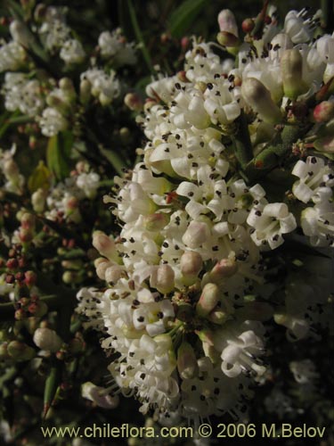 Imágen de Colletia spinosa (Crucero / Yaqui / Cunco). Haga un clic para aumentar parte de imágen.