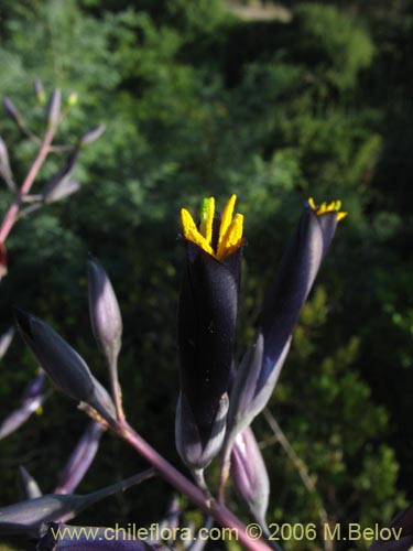 Фотография Puya coerulea var. monteroana (Chagualillo). Щелкните, чтобы увеличить вырез.