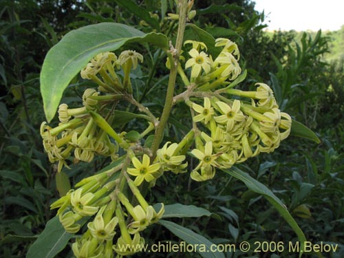 Image of Cestrum parqui (Palqui / Parqui / Hediondilla). Click to enlarge parts of image.