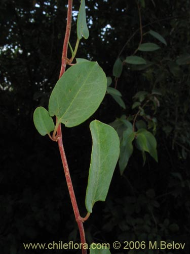 Фотография Muehlenbeckia hastulata (Quilo / Voqui negro / Molleca). Щелкните, чтобы увеличить вырез.