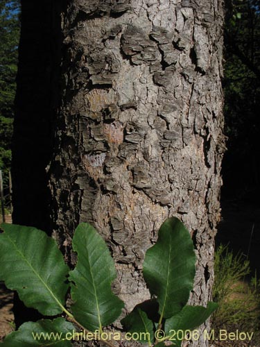 Nothofagus macrocarpa的照片