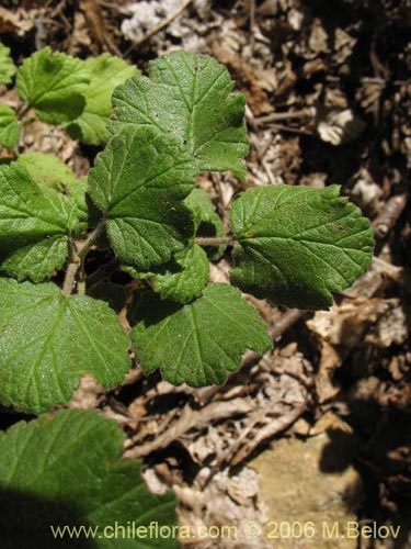 Bild von Ribes gayanum (Parilla / Zarzaparilla / Uvilla). Klicken Sie, um den Ausschnitt zu vergrössern.