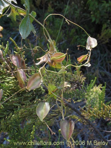Dioscorea brachybotrya的照片