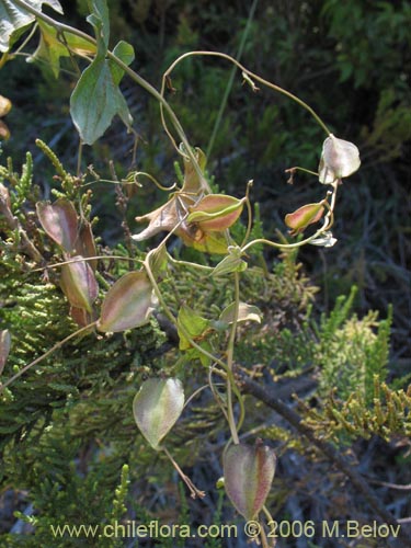 Bild von Dioscorea brachybotrya (Papa cimarrona / Jaboncillo). Klicken Sie, um den Ausschnitt zu vergrössern.