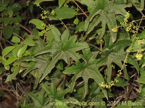 Фотография Dioscorea brachybotrya (Papa cimarrona / Jaboncillo). Щелкните, чтобы увеличить вырез.