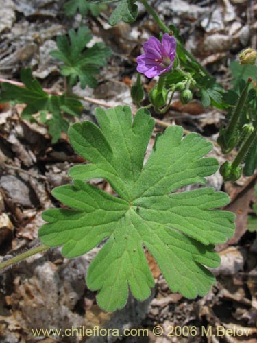 Imágen de Geranium core-core (Geranium core-core). Haga un clic para aumentar parte de imágen.