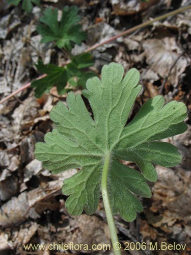 Imágen de Geranium core-core (Geranium core-core). Haga un clic para aumentar parte de imágen.