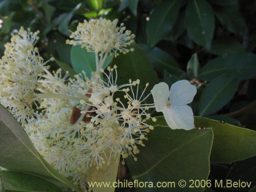 Фотография Hydrangea serratifolia (Canelilla / Voqui naranjo / Voqui paulun). Щелкните, чтобы увеличить вырез.