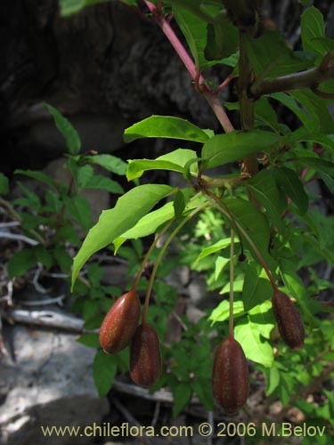 Imágen de Fuchsia magellanica (Chilco / Chilca / Palo blanco). Haga un clic para aumentar parte de imágen.