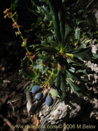 Фотография Berberis darwinii (Michay / Calafate). Щелкните, чтобы увеличить вырез.