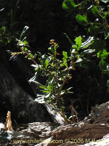 Imágen de Berberis darwinii (Michay / Calafate). Haga un clic para aumentar parte de imágen.