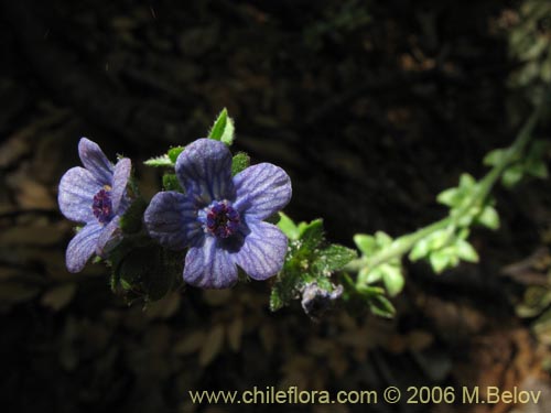 Image of Cynoglossum creticum (Trupa / Garrapatilla). Click to enlarge parts of image.