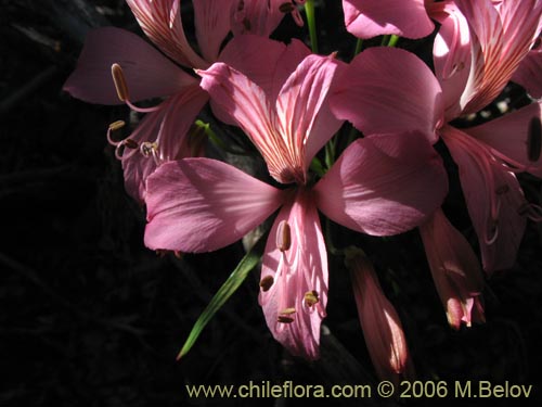 Bild von Alstroemeria presliana ssp. presliana (Alstroemeria). Klicken Sie, um den Ausschnitt zu vergrössern.