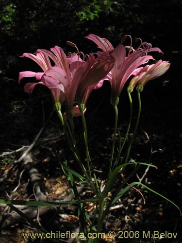 Фотография Alstroemeria presliana ssp. presliana (Alstroemeria). Щелкните, чтобы увеличить вырез.