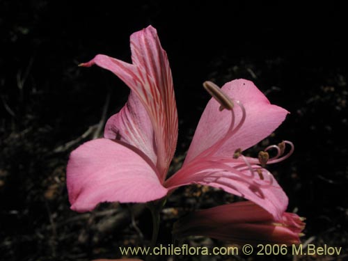 Фотография Alstroemeria presliana ssp. presliana (Alstroemeria). Щелкните, чтобы увеличить вырез.