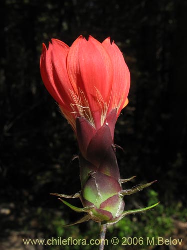 Image of Mutisia cana (Clavel del Campo). Click to enlarge parts of image.