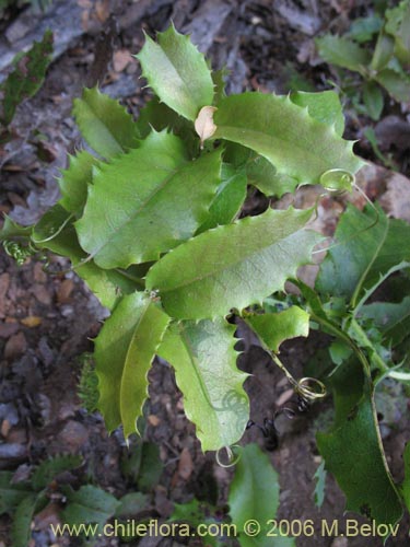 Image of Mutisia cana (Clavel del Campo). Click to enlarge parts of image.