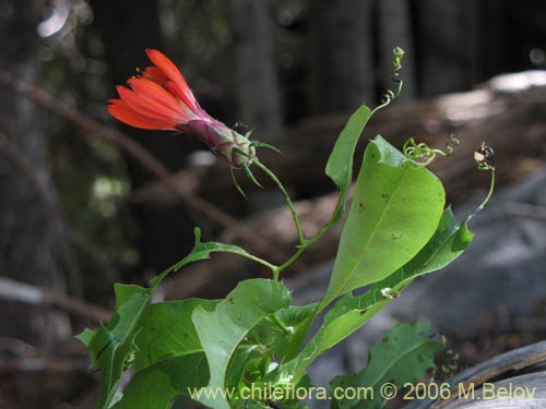 Image of Mutisia cana (Clavel del Campo). Click to enlarge parts of image.