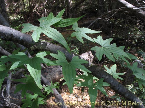 Bild von Dioscorea brachybotrya (Papa cimarrona / Jaboncillo). Klicken Sie, um den Ausschnitt zu vergrössern.