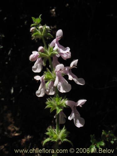 Image of Stachys sp. #3032 (stachys). Click to enlarge parts of image.