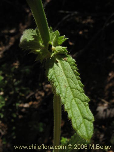 Image of Stachys sp. #3032 (stachys). Click to enlarge parts of image.
