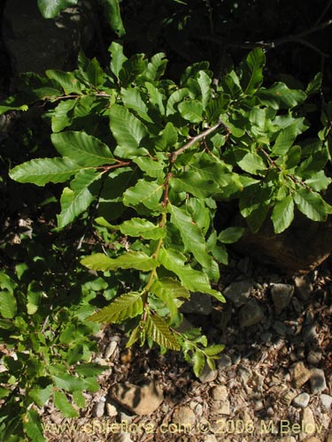 Nothofagus macrocarpaの写真