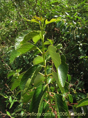 Фотография Aristotelia chilensis (Maqui). Щелкните, чтобы увеличить вырез.