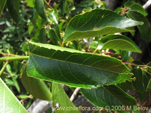 Фотография Aristotelia chilensis (Maqui). Щелкните, чтобы увеличить вырез.