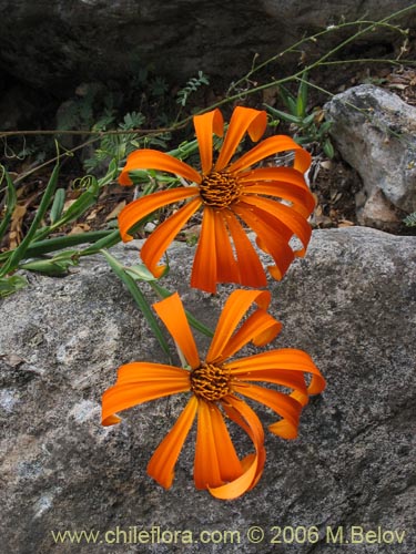 Image of Mutisia decurrens (Clavel del campo anaranjado). Click to enlarge parts of image.