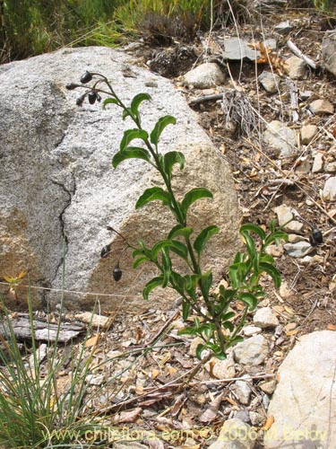 Фотография Solanum pyrrhocarpum (). Щелкните, чтобы увеличить вырез.