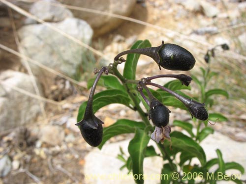 Фотография Solanum pyrrhocarpum (). Щелкните, чтобы увеличить вырез.