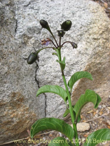 Bild von Solanum pyrrhocarpum (). Klicken Sie, um den Ausschnitt zu vergrössern.