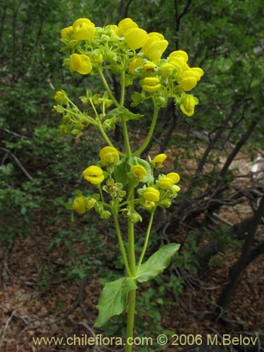 Image of Calceolaria dentata ssp. araucana (Capachito). Click to enlarge parts of image.