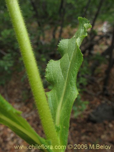 Image of Calceolaria dentata ssp. araucana (Capachito). Click to enlarge parts of image.