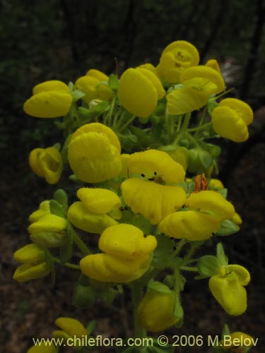 Imágen de Calceolaria dentata ssp. araucana (Capachito). Haga un clic para aumentar parte de imágen.