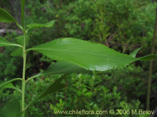 Maytenus boaria的照片