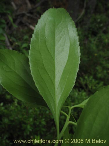 Maytenus boaria的照片